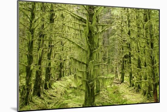 Fairy Forest in Straight Lines Planted Timber-null-Mounted Photographic Print