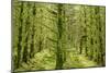 Fairy Forest in Straight Lines Planted Timber-null-Mounted Photographic Print