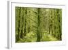 Fairy Forest in Straight Lines Planted Timber-null-Framed Photographic Print