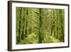 Fairy Forest in Straight Lines Planted Timber-null-Framed Photographic Print