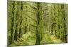 Fairy Forest in Straight Lines Planted Timber-null-Mounted Photographic Print