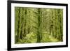 Fairy Forest in Straight Lines Planted Timber-null-Framed Photographic Print