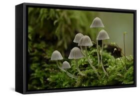 Fairy inkcap fungus growing from mossy log, Oxfordshire, England, UK-Andy Sands-Framed Stretched Canvas