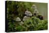 Fairy inkcap fungus growing from mossy log, Oxfordshire, England, UK-Andy Sands-Stretched Canvas