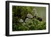 Fairy inkcap fungus growing from mossy log, Oxfordshire, England, UK-Andy Sands-Framed Photographic Print