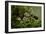 Fairy inkcap fungus growing from mossy log, Oxfordshire, England, UK-Andy Sands-Framed Photographic Print