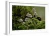 Fairy inkcap fungus growing from mossy log, Oxfordshire, England, UK-Andy Sands-Framed Photographic Print