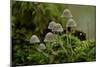 Fairy inkcap fungus growing from mossy log, Oxfordshire, England, UK-Andy Sands-Mounted Photographic Print