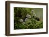 Fairy inkcap fungus growing from mossy log, Oxfordshire, England, UK-Andy Sands-Framed Photographic Print