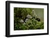 Fairy inkcap fungus growing from mossy log, Oxfordshire, England, UK-Andy Sands-Framed Photographic Print