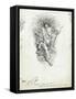 Fairy Queen from 'The Water-Babies' by Charles Kingsley-Edward Linley Sambourne-Framed Stretched Canvas