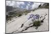 Fairy's Thimble Flower (Campanula Cochleariifolia) Growing-Alex Hyde-Mounted Photographic Print