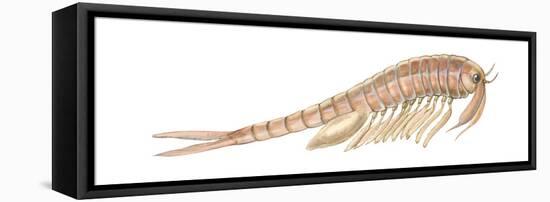 Fairy Shrimp (Eubranchipus Vernalis), Crustaceans-Encyclopaedia Britannica-Framed Stretched Canvas