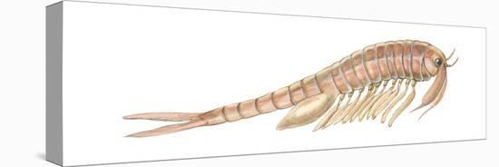 Fairy Shrimp (Eubranchipus Vernalis), Crustaceans-Encyclopaedia Britannica-Stretched Canvas
