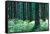 Fairy Tale Fir Tree Forest-mr. Smith-Framed Stretched Canvas