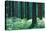 Fairy Tale Fir Tree Forest-mr. Smith-Stretched Canvas
