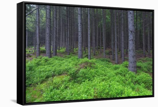 Fairy Tale Fir Tree Forest-mr. Smith-Framed Stretched Canvas