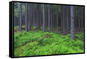 Fairy Tale Fir Tree Forest-mr. Smith-Framed Stretched Canvas