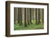 Fairy Tale Fir Tree Forest-mr. Smith-Framed Photographic Print