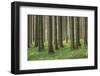 Fairy Tale Fir Tree Forest-mr. Smith-Framed Photographic Print