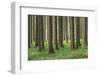 Fairy Tale Fir Tree Forest-mr. Smith-Framed Photographic Print