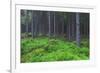 Fairy Tale Fir Tree Forest-mr. Smith-Framed Photographic Print