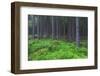 Fairy Tale Fir Tree Forest-mr. Smith-Framed Photographic Print