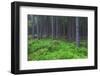 Fairy Tale Fir Tree Forest-mr. Smith-Framed Photographic Print