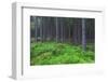 Fairy Tale Fir Tree Forest-mr. Smith-Framed Photographic Print