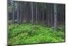 Fairy Tale Fir Tree Forest-mr. Smith-Mounted Photographic Print