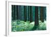 Fairy Tale Fir Tree Forest-mr. Smith-Framed Photographic Print