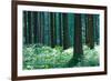 Fairy Tale Fir Tree Forest-mr. Smith-Framed Photographic Print