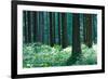 Fairy Tale Fir Tree Forest-mr. Smith-Framed Photographic Print