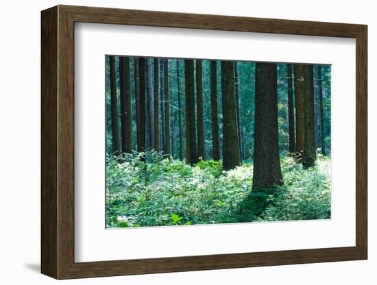 Fairy Tale Fir Tree Forest-mr. Smith-Framed Photographic Print