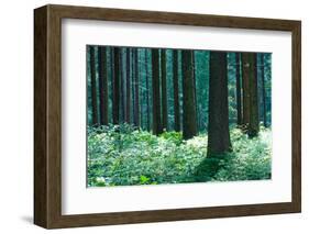 Fairy Tale Fir Tree Forest-mr. Smith-Framed Photographic Print