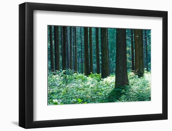 Fairy Tale Fir Tree Forest-mr. Smith-Framed Photographic Print