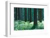 Fairy Tale Fir Tree Forest-mr. Smith-Framed Photographic Print