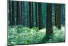 Fairy Tale Fir Tree Forest-mr. Smith-Mounted Photographic Print