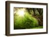 Fairy Tale Glade-oksix-Framed Photographic Print