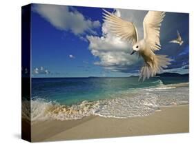 Fairy Tern at Cousine Island Beach-Martin Harvey-Stretched Canvas