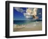 Fairy Tern at Cousine Island Beach-Martin Harvey-Framed Photographic Print