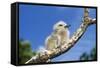 Fairy Tern Chick on Branch-null-Framed Stretched Canvas