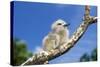 Fairy Tern Chick on Branch-null-Stretched Canvas