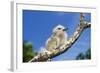 Fairy Tern Chick on Branch-null-Framed Photographic Print