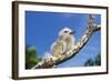 Fairy Tern Chick on Branch-null-Framed Photographic Print