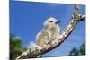 Fairy Tern Chick on Branch-null-Mounted Photographic Print