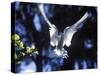 Fairy Tern in Flight, Aride Island-Mark Hannaford-Stretched Canvas