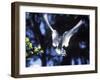 Fairy Tern in Flight, Aride Island-Mark Hannaford-Framed Photographic Print