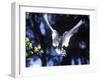 Fairy Tern in Flight, Aride Island-Mark Hannaford-Framed Photographic Print