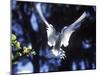 Fairy Tern in Flight, Aride Island-Mark Hannaford-Mounted Photographic Print